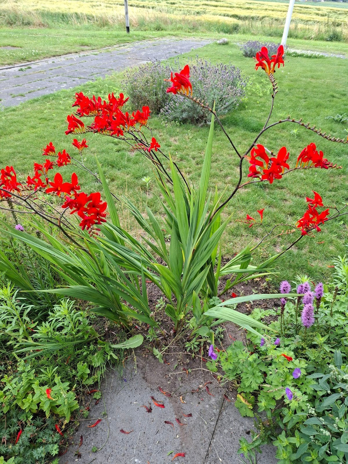 Vaste planten - Crocosmia 'Lucifer' - 1 euro per stuk, Tuin en Terras, Ophalen of Verzenden