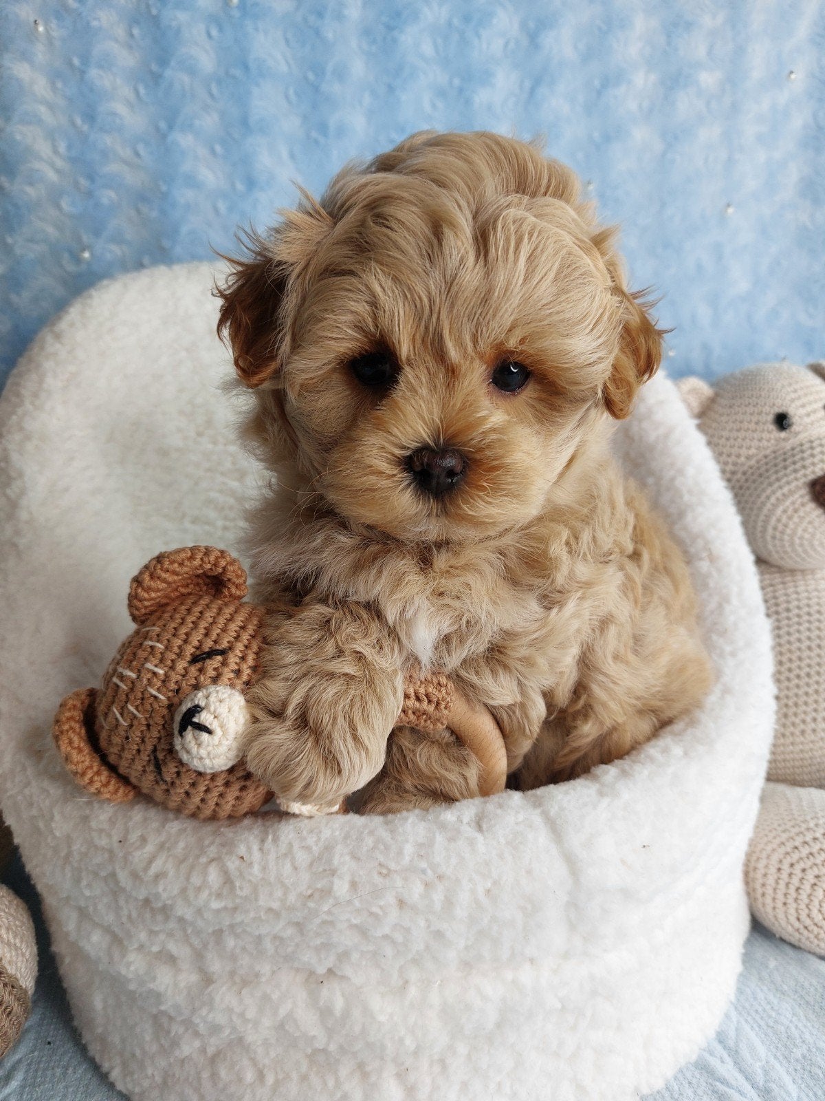 maltipoo pup reutje mini maat, Dieren en Toebehoren, Parvo, 8 tot 15 weken, Eén hond, Nederland