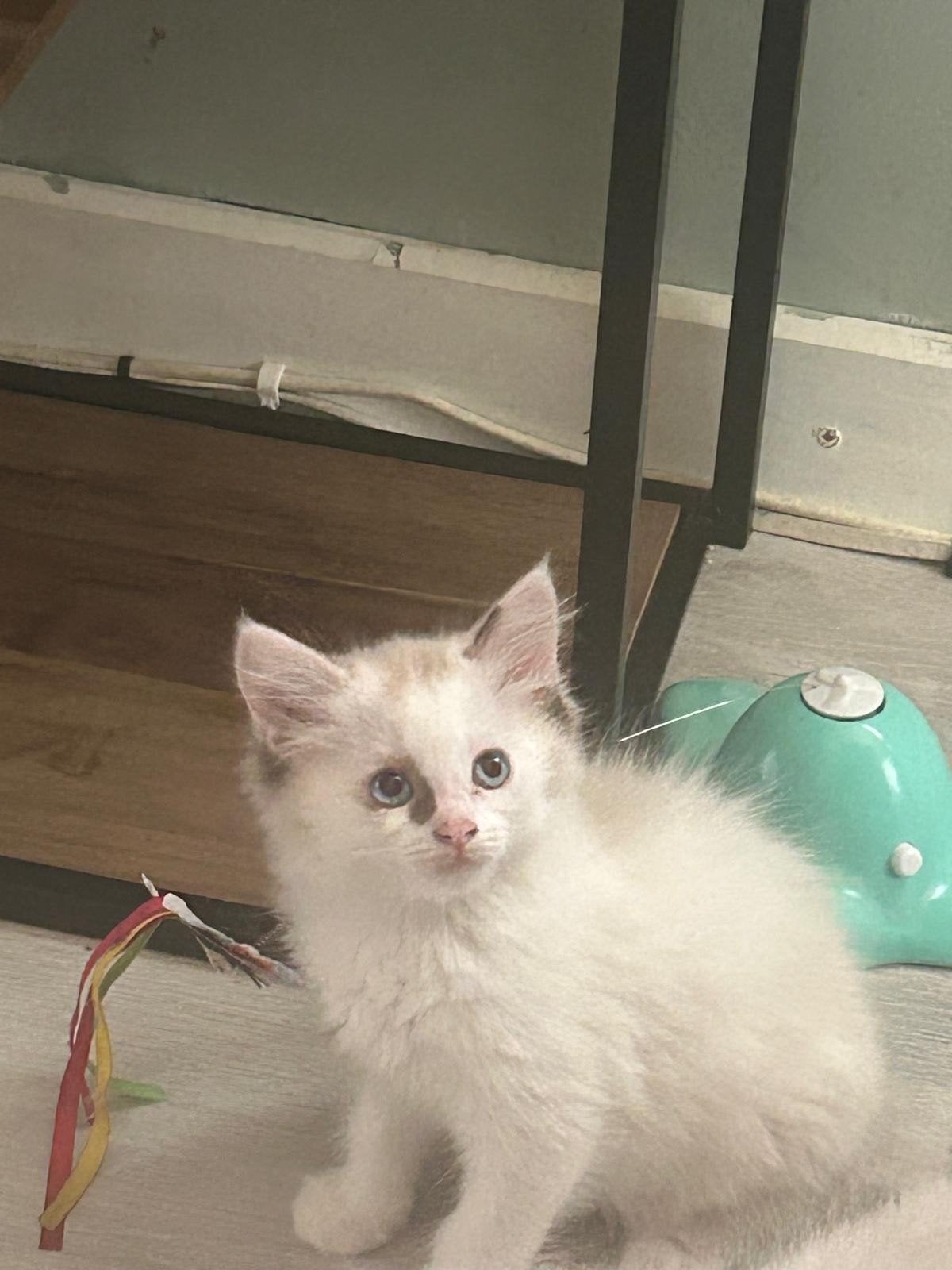 Prachtig nestje ragdoll kittens 5 vrouwtjes en 1 katertje, Meerdere dieren, Ontwormd