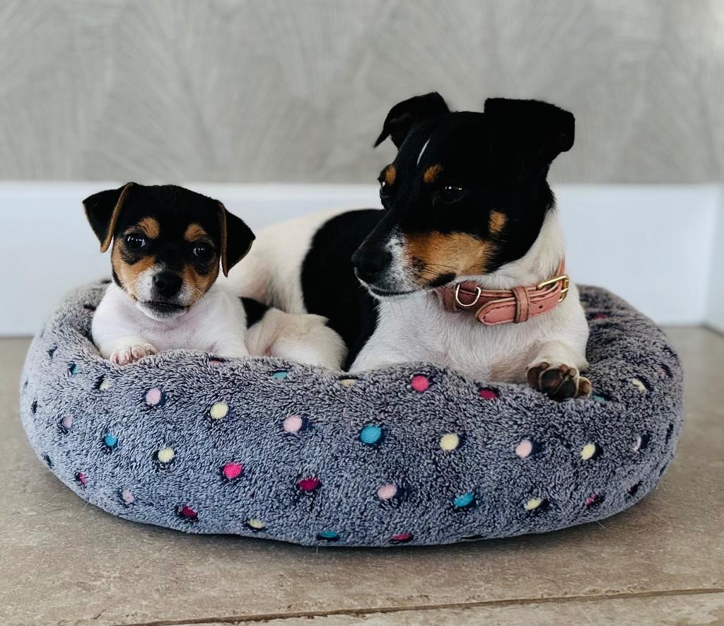 Jack Russel pups driekleur, Parvo, Jack Russell Terriër, 8 tot 15 weken, Meerdere dieren