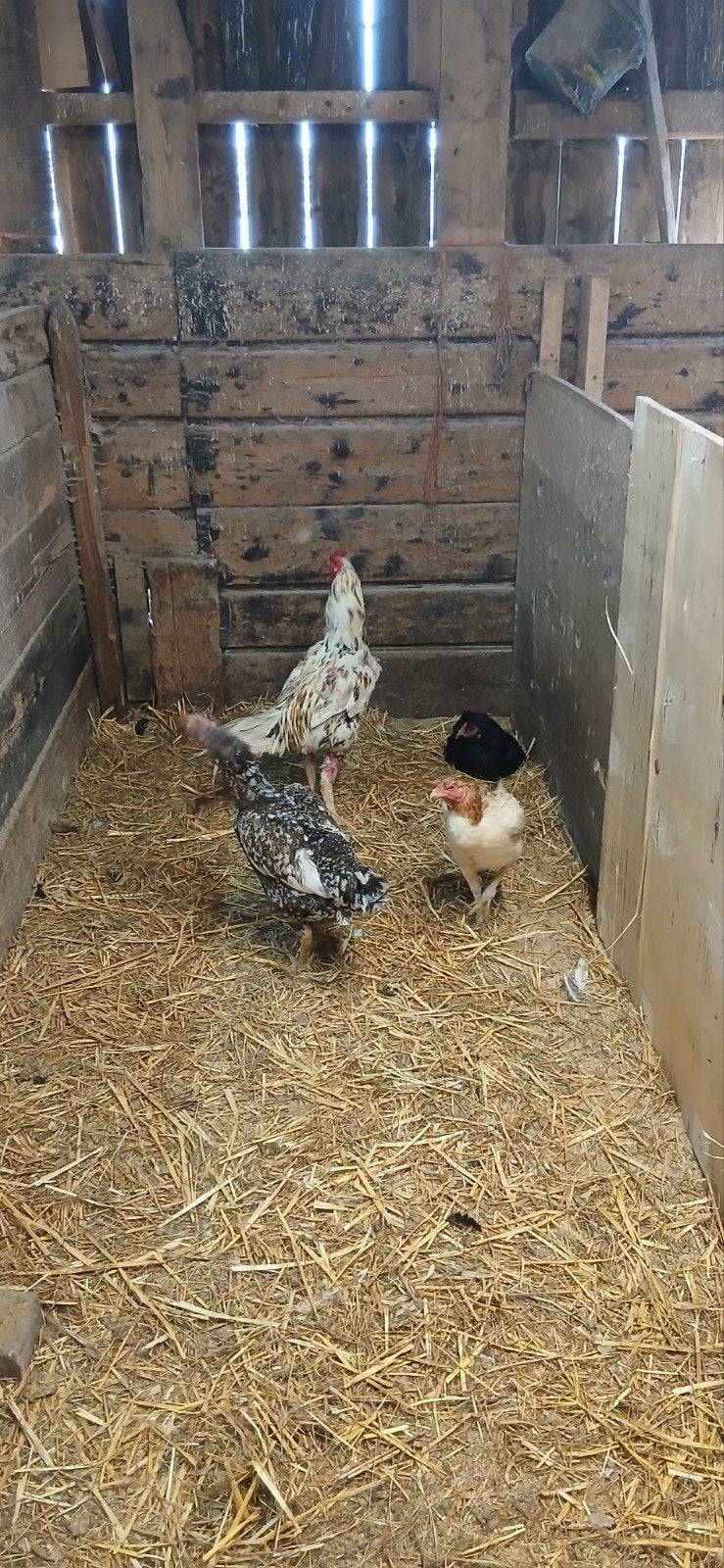 shamo eieren te koop, Dieren en Toebehoren, Kip
