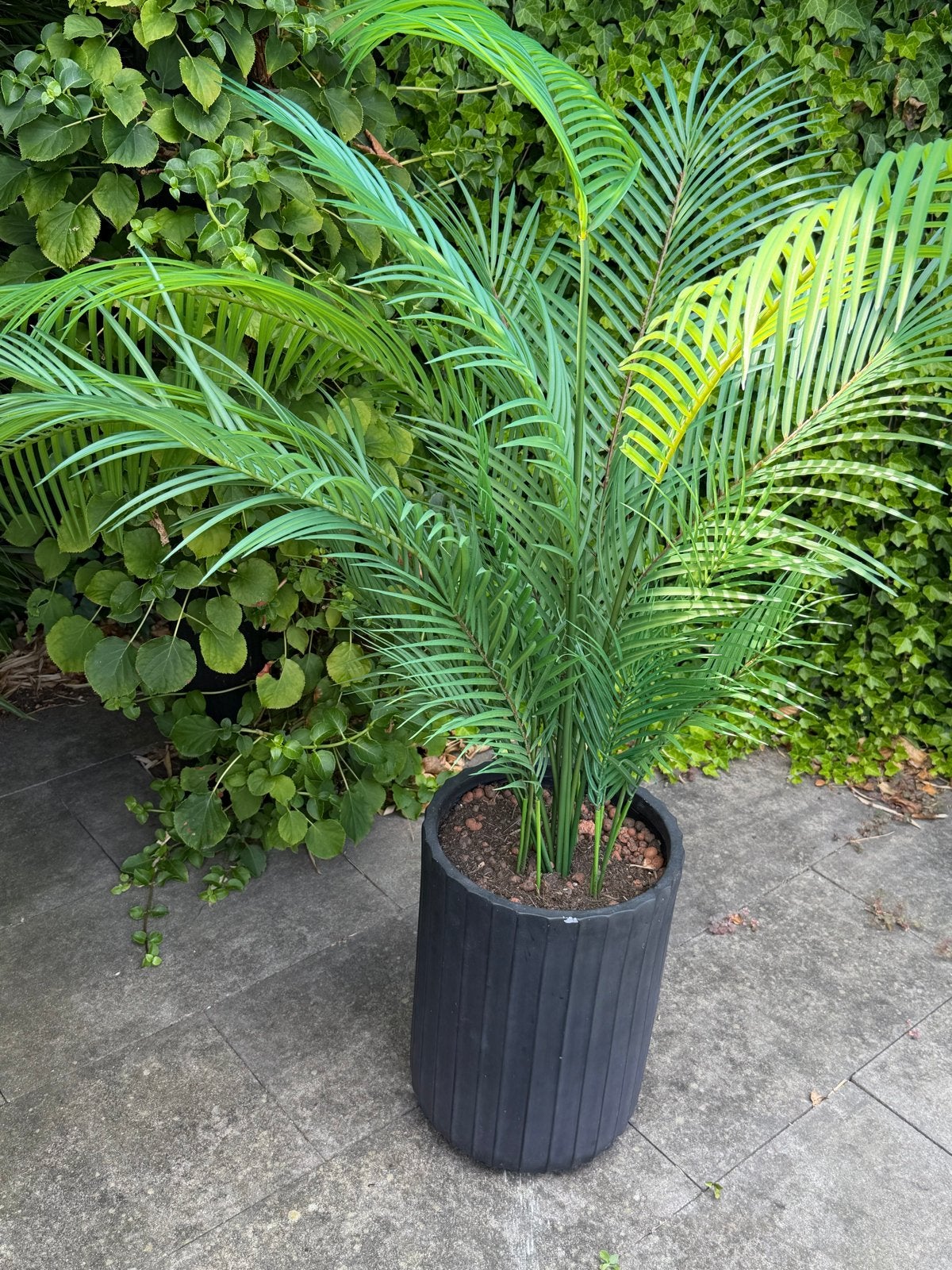 Grote kunstpalm in Zwarte Pot - Kamerplant, Ophalen, 100 tot 150 cm, Palm, Halfschaduw