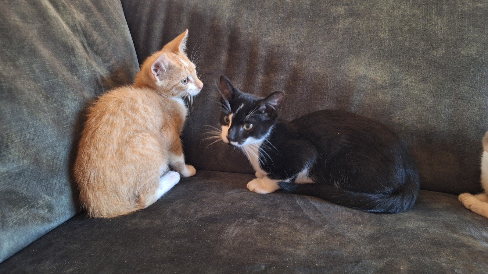 2 boederij kittens katertjes, Dieren en Toebehoren, Kater