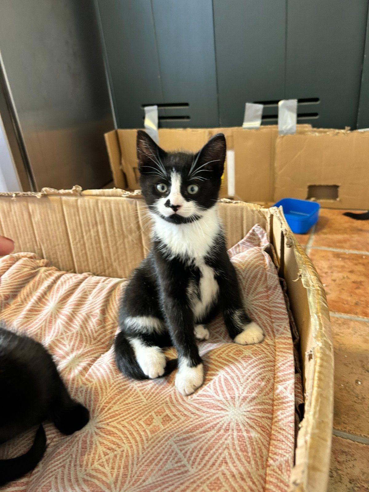 Kittens, Dieren en Toebehoren