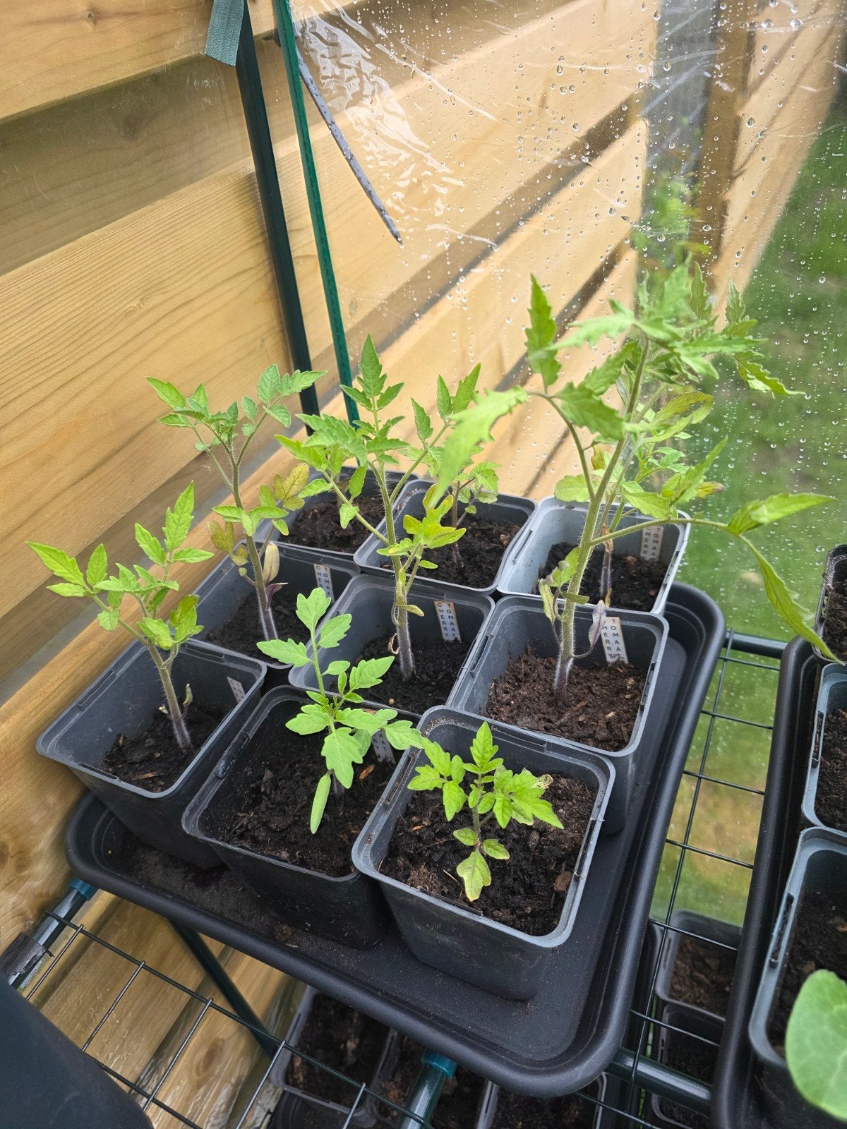 Cherry tomaten planten, Tuin en Terras, Planten | Tuinplanten, Ophalen, Eenjarig, Groenteplanten, Volle zon