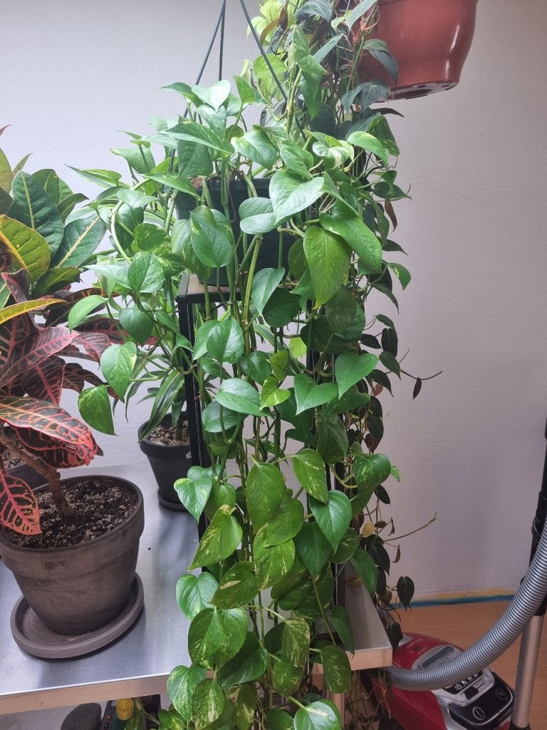 Prachtige Epipremnum Pothos Variegata – Ranken van 2+ meter!, Ophalen, 200 cm of meer, Overige soorten, Halfschaduw
