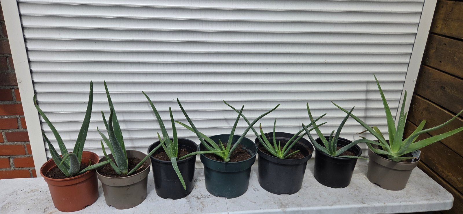 Aloë vera planten, voor vele doeleinden, 4.50 per stuk, Tuin en Terras, Ophalen, Vaste plant, Overige soorten