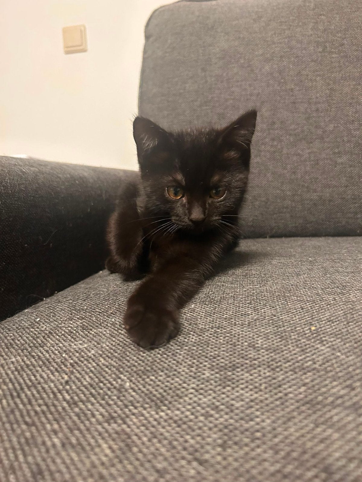 Schattige en zindelijke kittens zoeken hun gouden mandje., Dieren en Toebehoren, Katten en Kittens | Overige Katten, Meerdere dieren