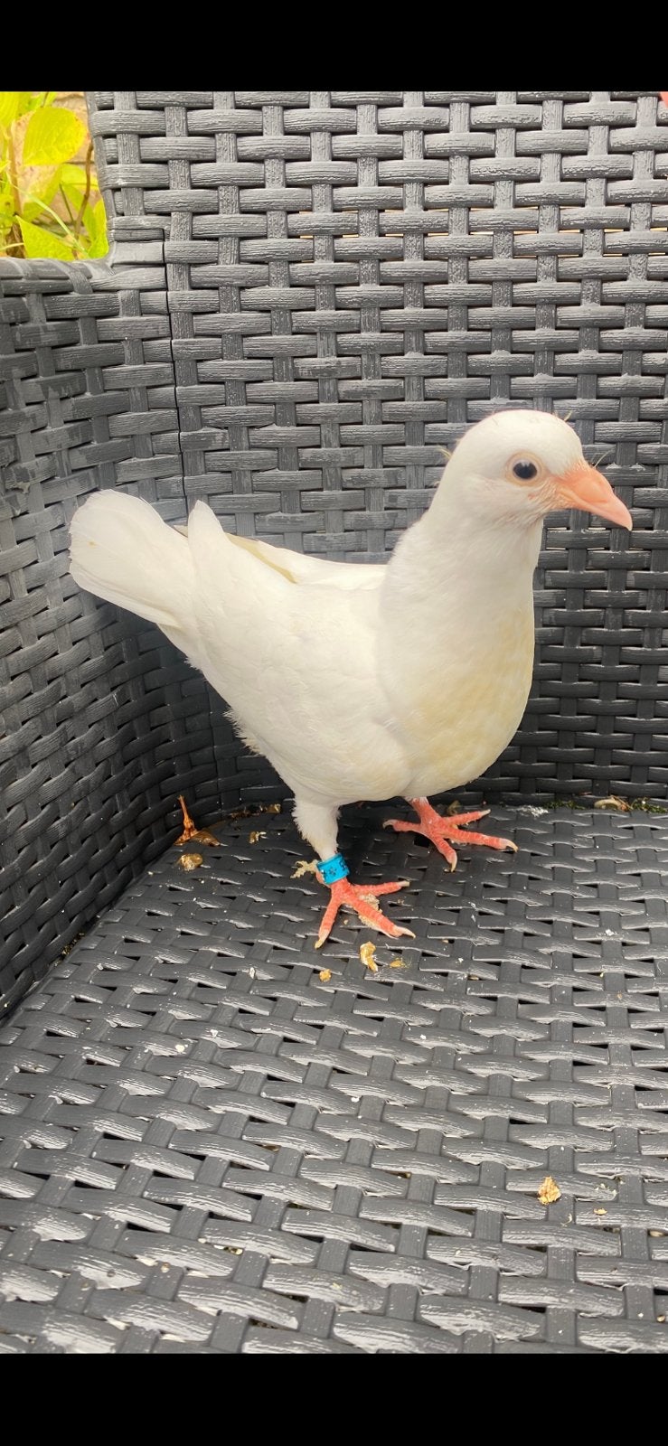 Mooie kleur postduiven zoeken fijn huisje, Meerdere dieren, Postduif