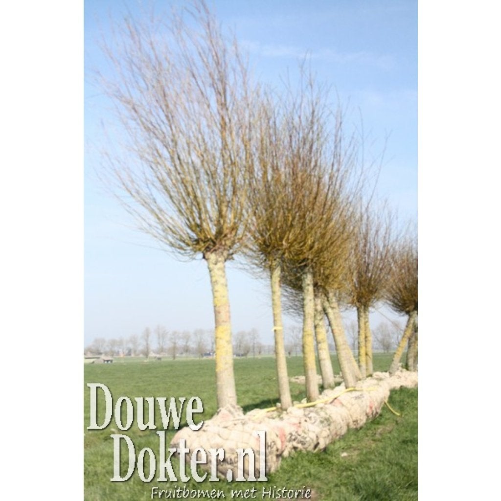 Oude knotwilgen 30 jaar oud, Bloeit niet, Halfschaduw, 100 tot 250 cm, Overige soorten