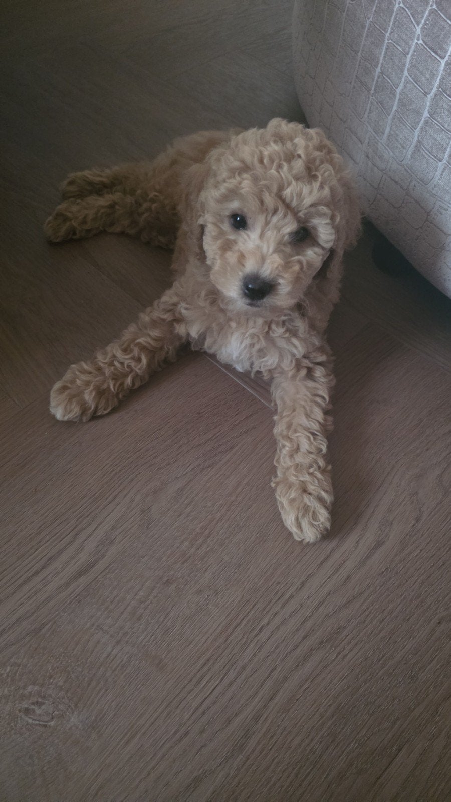 Australian Labradoodle pups geteste ouders laatste 3 pups, Overige rassen, 8 tot 15 weken, Meerdere, Meerdere dieren