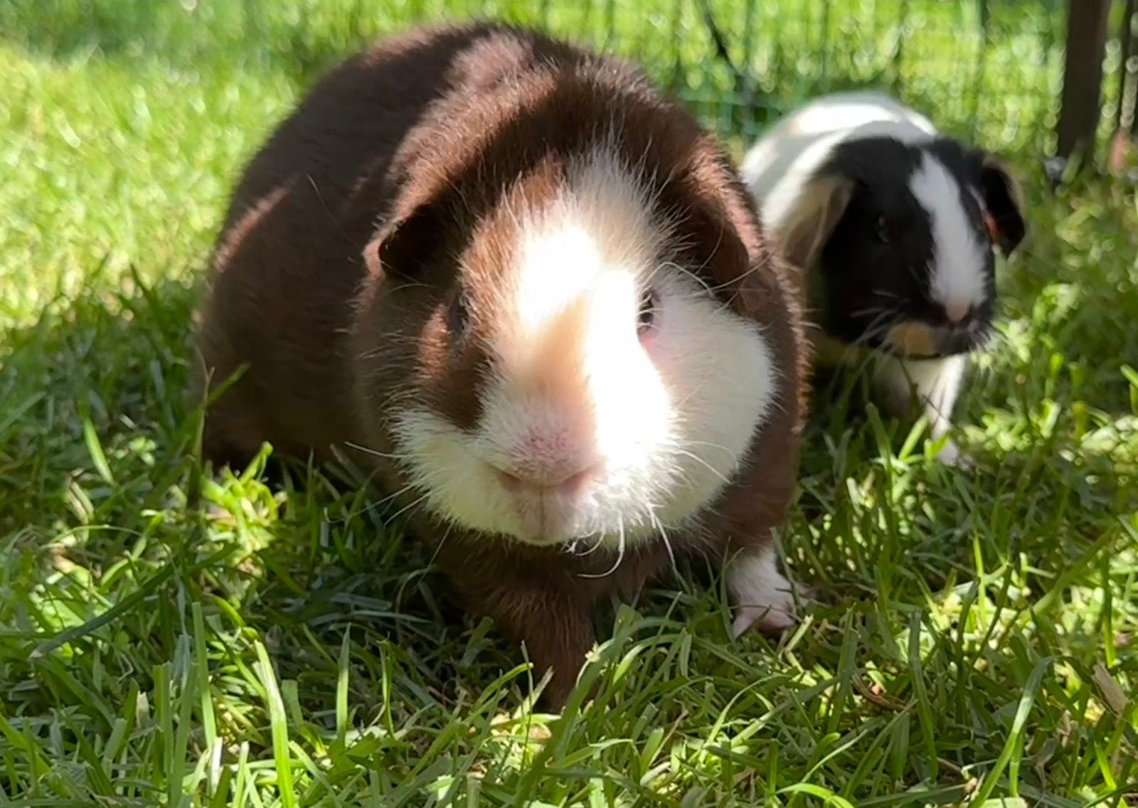 Leuk koppeltje beertjes, Dieren en Toebehoren, Knaagdieren, Mei, Mannelijk, Cavia