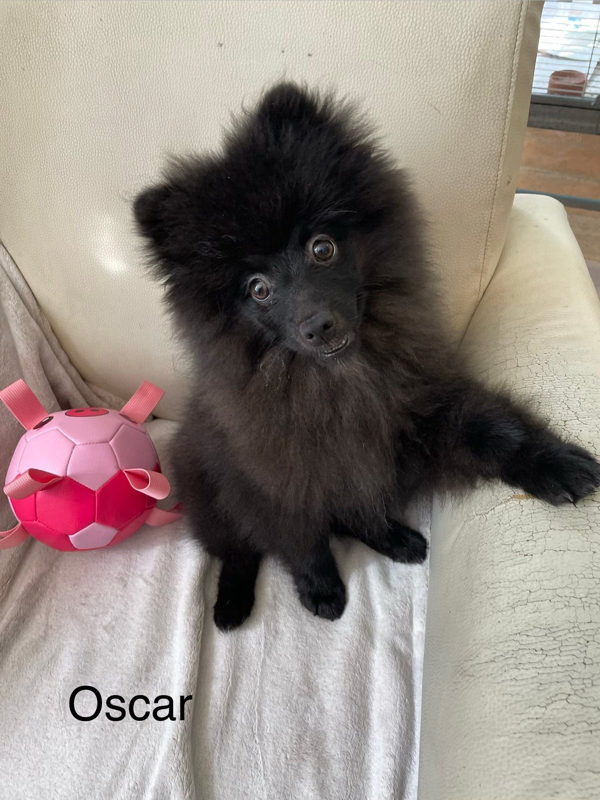 Nog 1 Prachtige pomeriaan/dwergkees pup.💙, Dieren en Toebehoren, Overige rassen, 8 tot 15 weken, Parvo, Meerdere