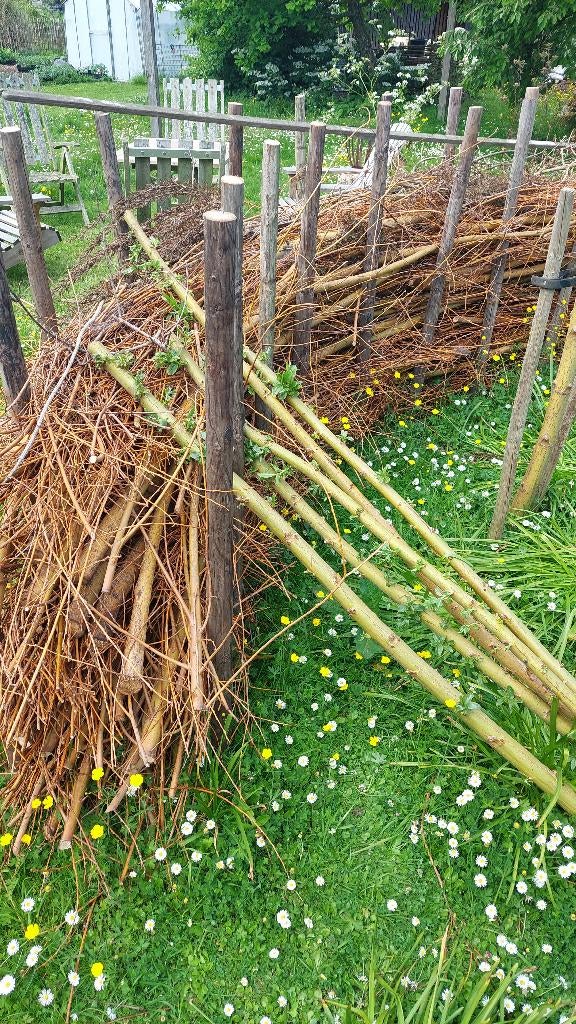 5 wilgenstaken Salix alba Chermesina, Tuin en Terras, Ophalen, Lente, Volle zon, Overige soorten