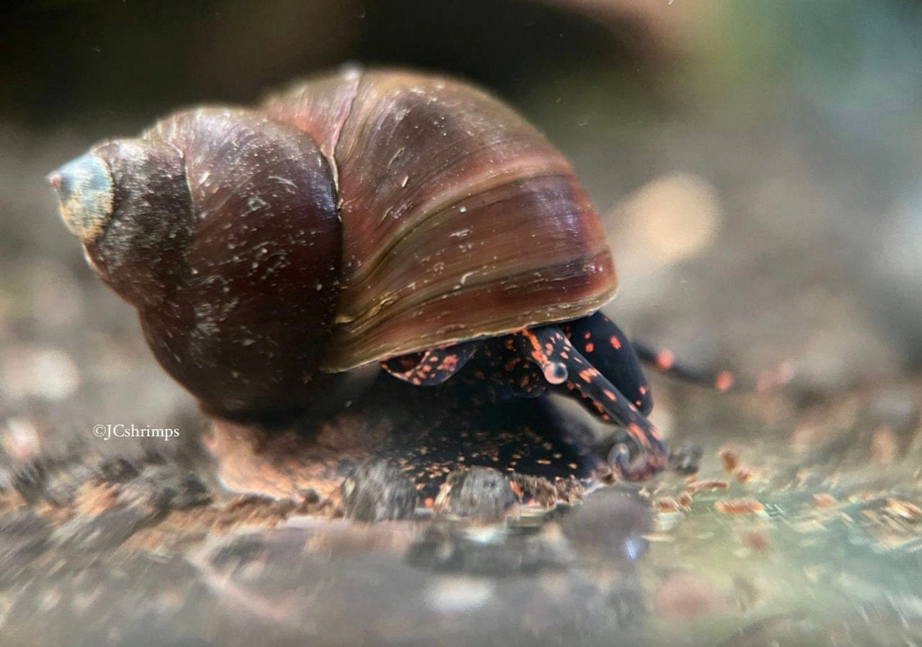 Viviparus sp. Blue Berry | Aquarium slakken, Slak of Weekdier