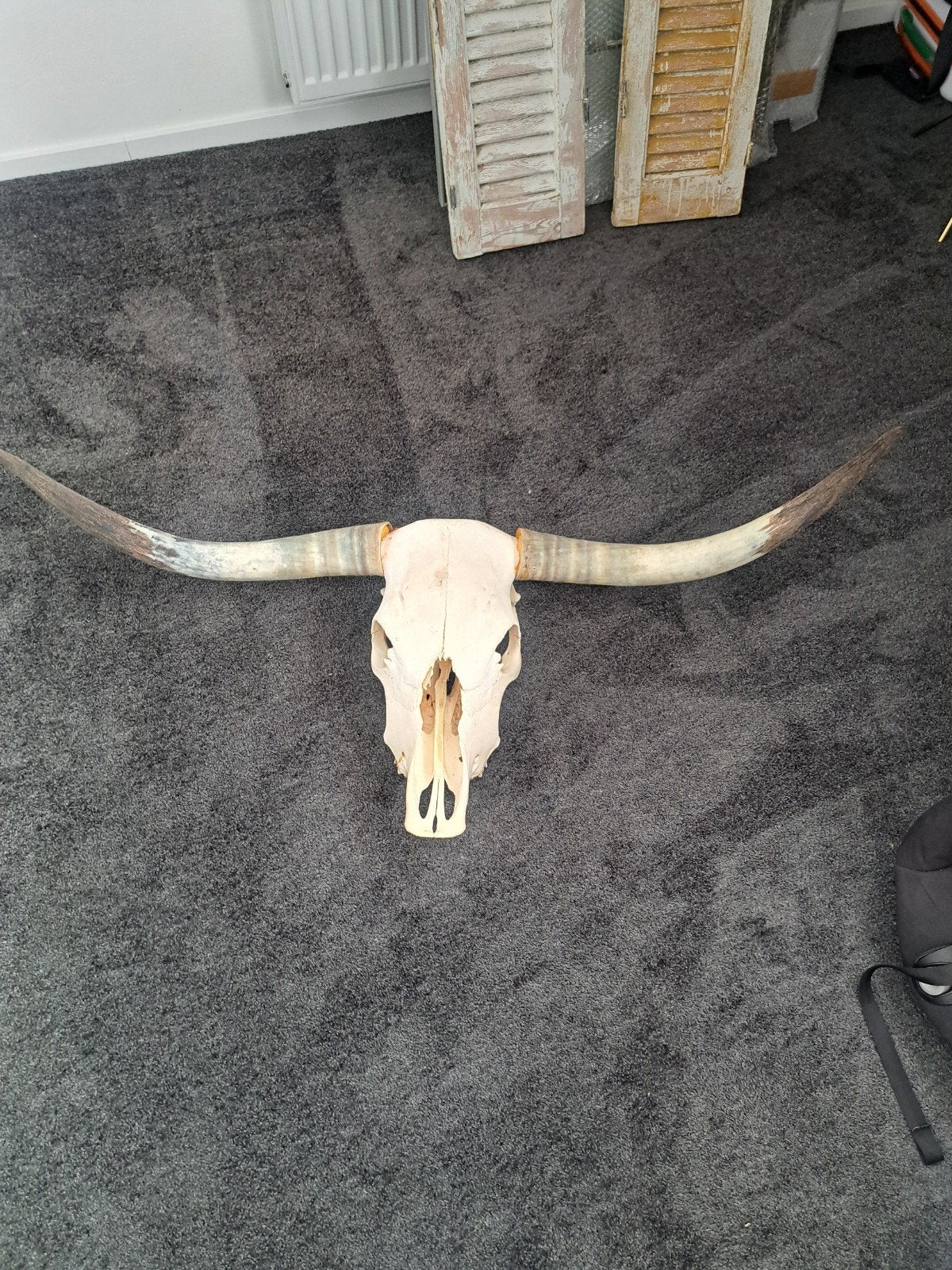 Decoratieve schedel met hoorns, Verzamelen, Dierenverzamelingen, Ophalen, Gebruikt, Boerderijdier, Schedel