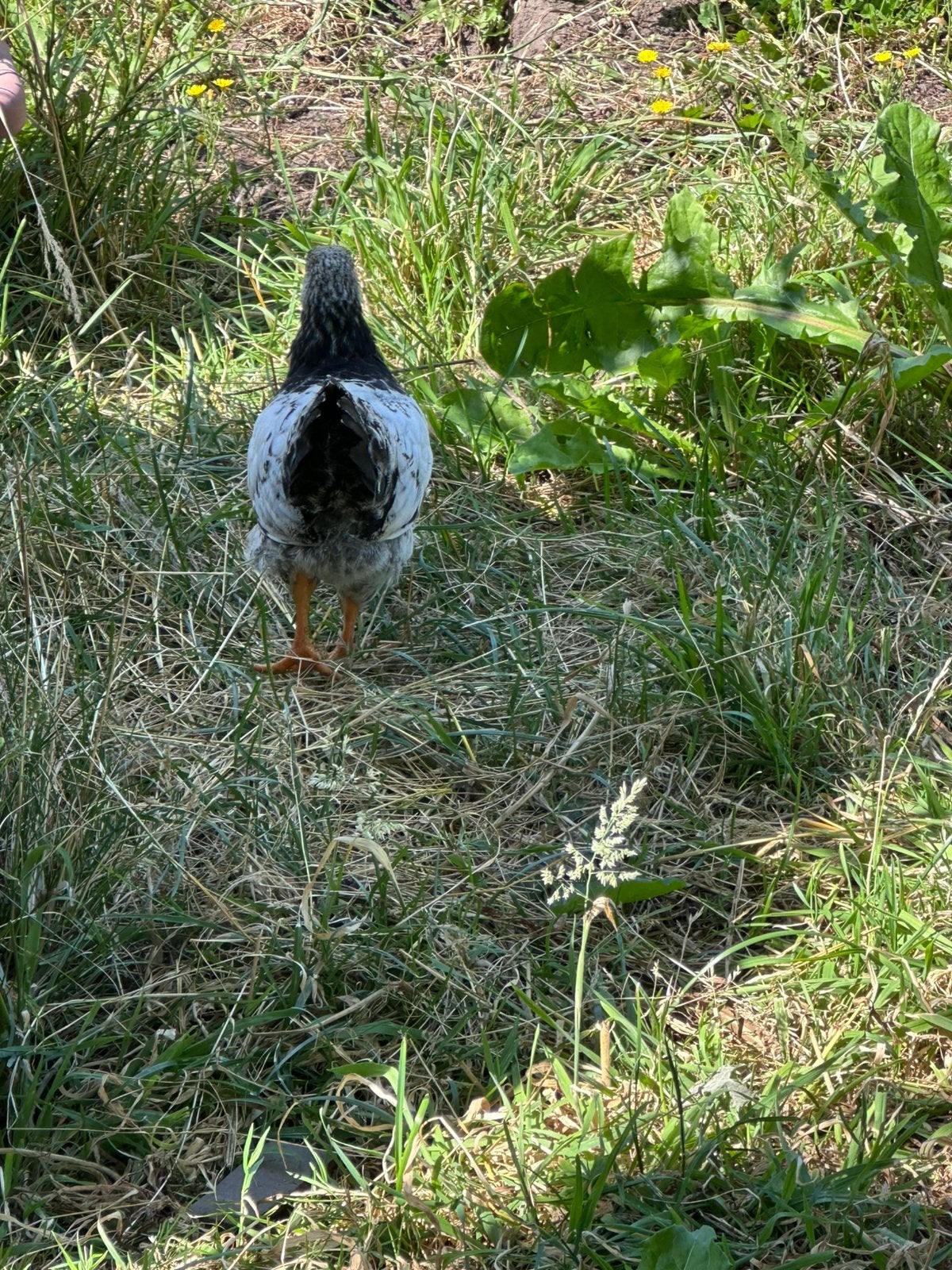 Wyandotte kuiken 6 weken oud, Dieren en Toebehoren, Pluimvee, Geslacht onbekend, Kip