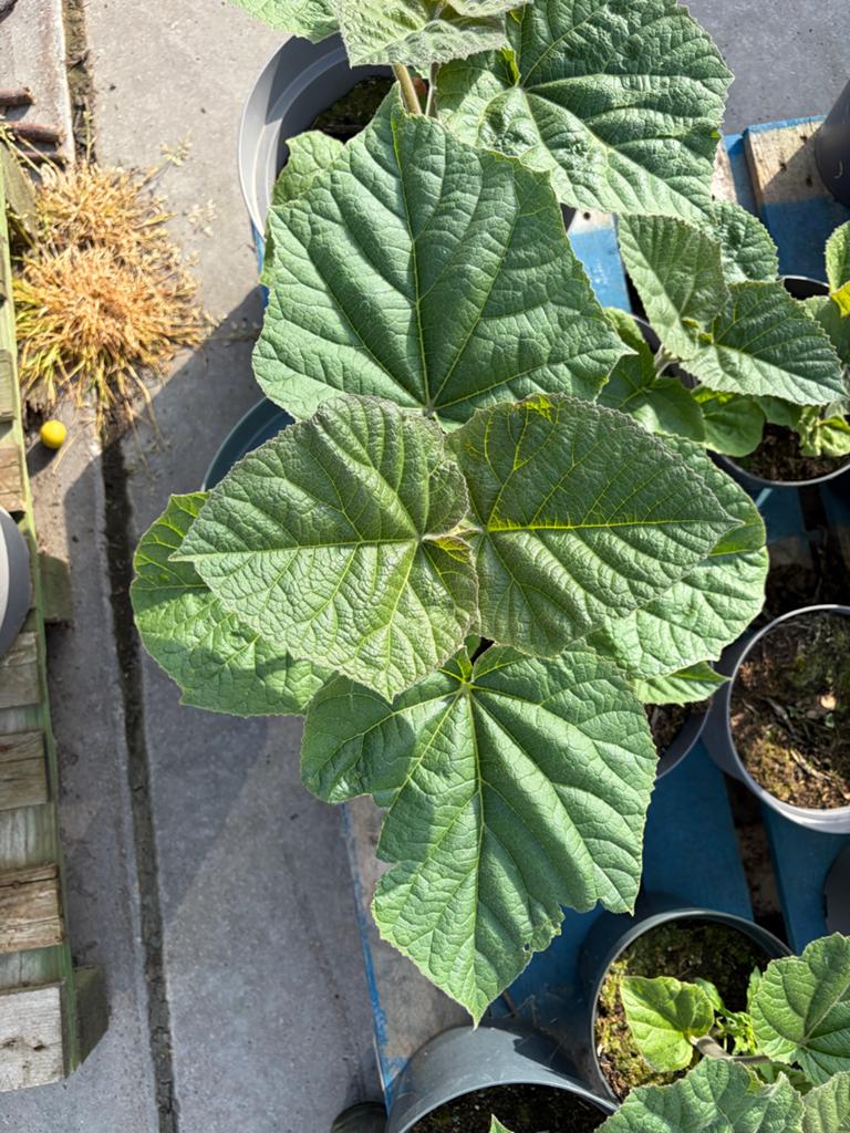 Jonge Paulownia boom - snelgroeiende plant, Volle zon, Vaste plant, Lente, Ophalen