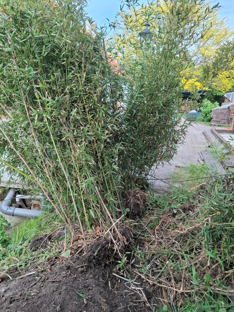 Bamboe net uitgegraven gratis, Tuin en Terras, Ophalen, Bamboe