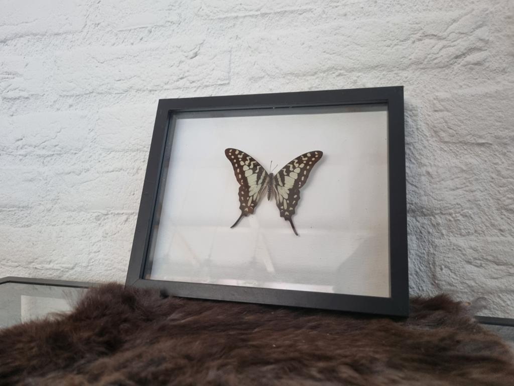 Ingelijste vlinder - Decoratieve wanddecoratie, Ophalen of Verzenden, Gebruikt