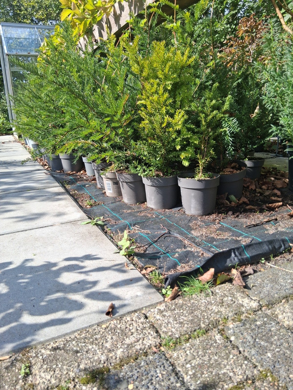 Taxus Baccata, Ophalen, Taxus, Minder dan 100 cm