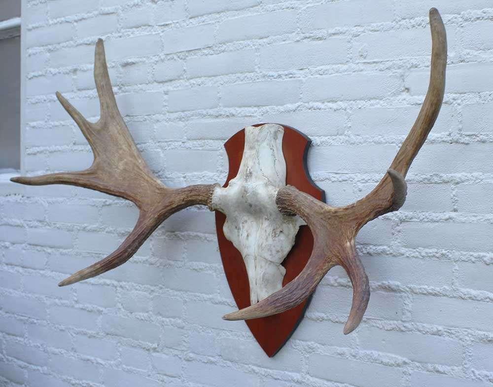 SCANDINAVISCH ELAND GEWEI OP HOUTEN SCHILD (ref. O), Verzamelen, Ophalen, Gebruikt, Hert, Gewei of Kop