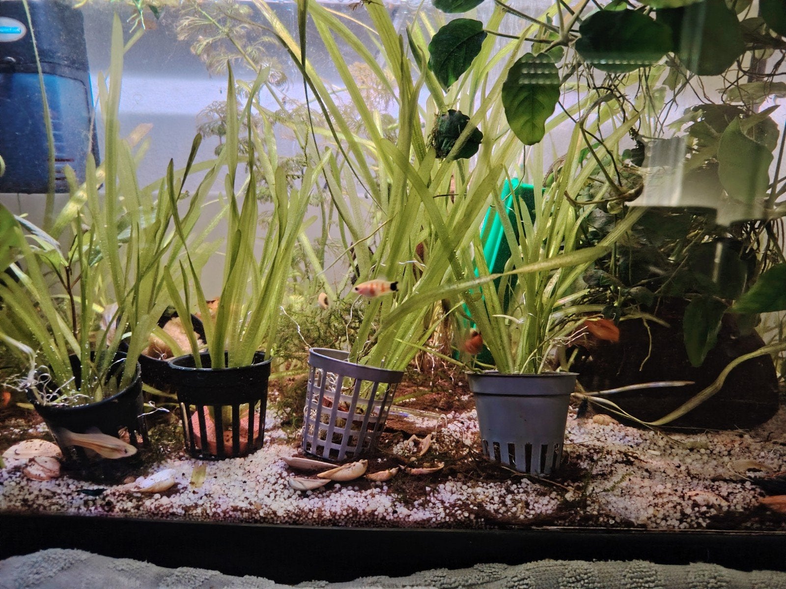 aquarium plant, Dieren en Toebehoren, Ophalen, Nieuw, Plant(en), Steen of Hout