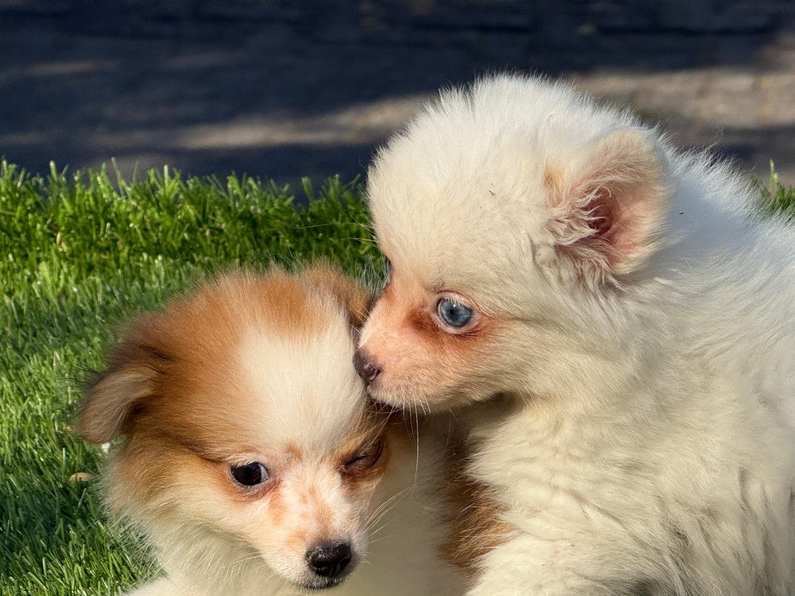 Hele mooie dwerg kees keeshond pups