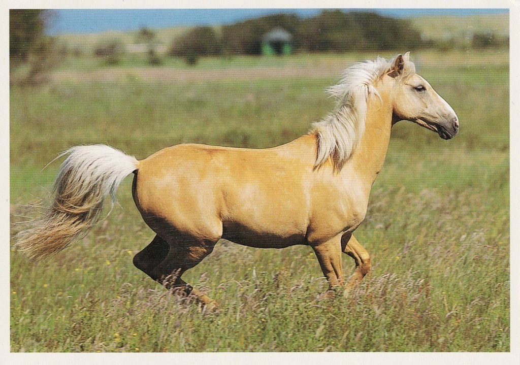 Paard Palomino 530, Verzamelen, Ophalen of Verzenden, 1980 tot heden, Ongelopen, Paard