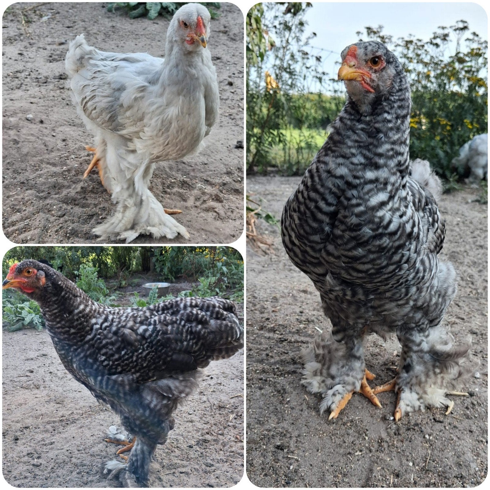 3 prachtige brahma s 2 x koekoek en parelgrijs, Dieren en Toebehoren, Pluimvee, Kip