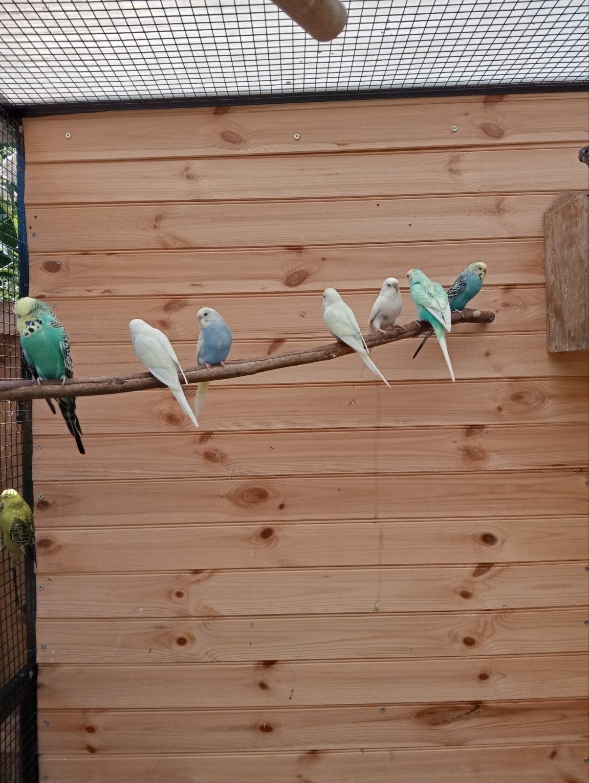3 mooie jonge bonte parkieten, Dieren en Toebehoren, Meerdere dieren, Kleurkanarie