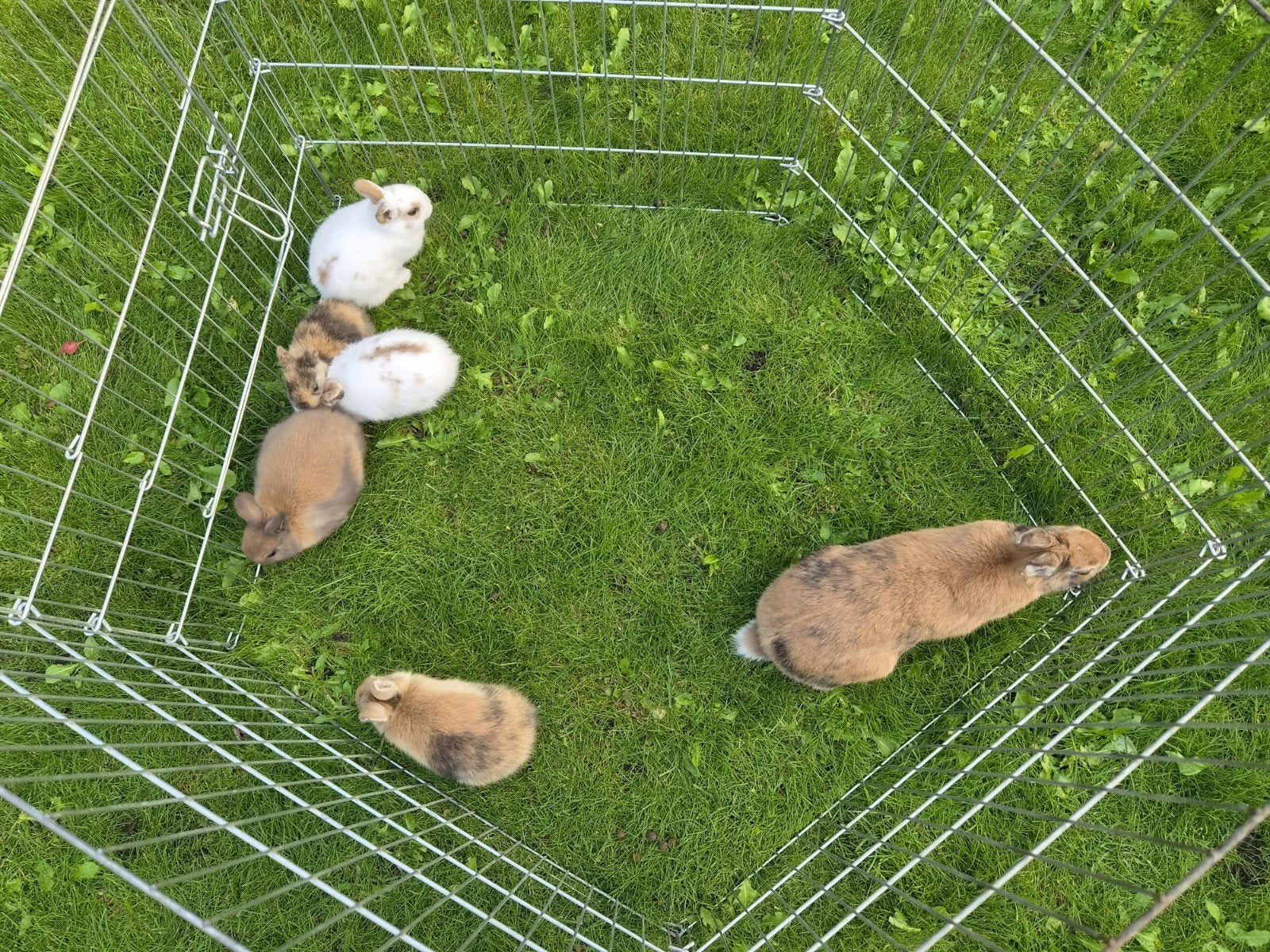 Jonge konijntjes, Dieren en Toebehoren, Meerdere dieren, Dwerg, 0 tot 2 jaar