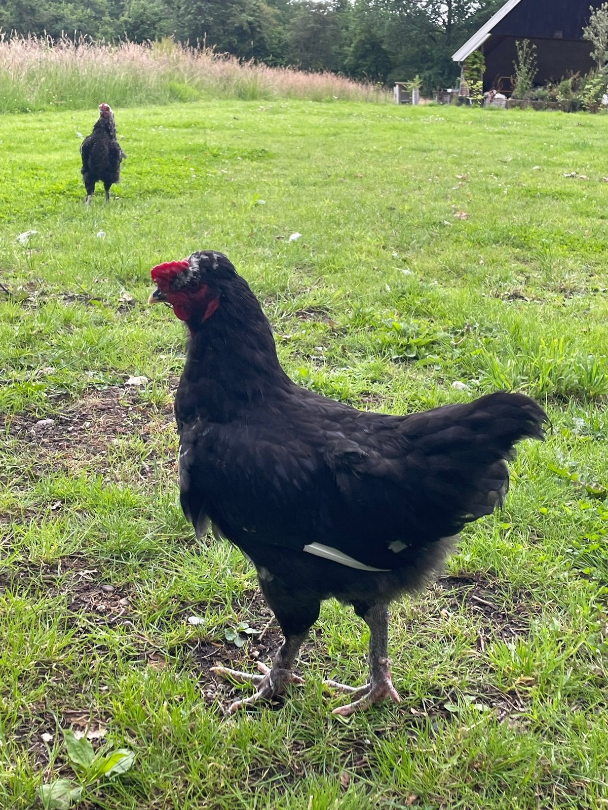 Olijflegger haan F1- kruising marans araucana, Dieren en Toebehoren, Pluimvee, Mannelijk, Kip
