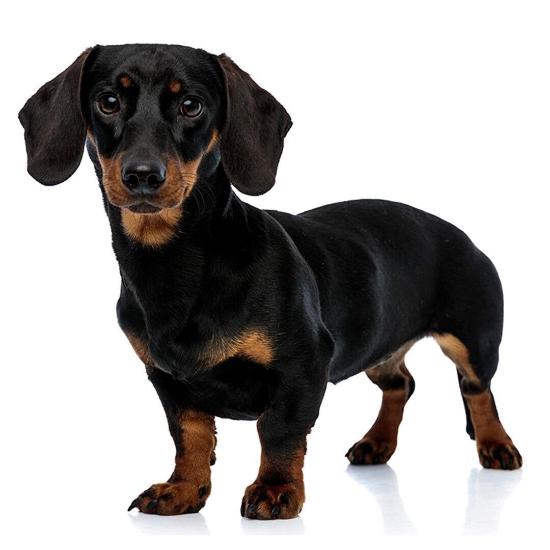 Gezocht Teckel ( geen jonge hond), 6 jaar of ouder, Eén hond, Nederland, Particulier