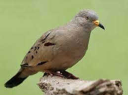 Peru duifjes doffers, Mannelijk, Tropenvogel, Tam