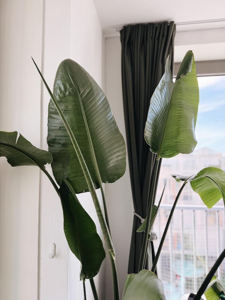 Large Strelitzia Nicolai XL (Bird of Paradise) – 2 Meters!, Huis en Inrichting, Kamerplanten, Ophalen, 200 cm of meer, Overige soorten