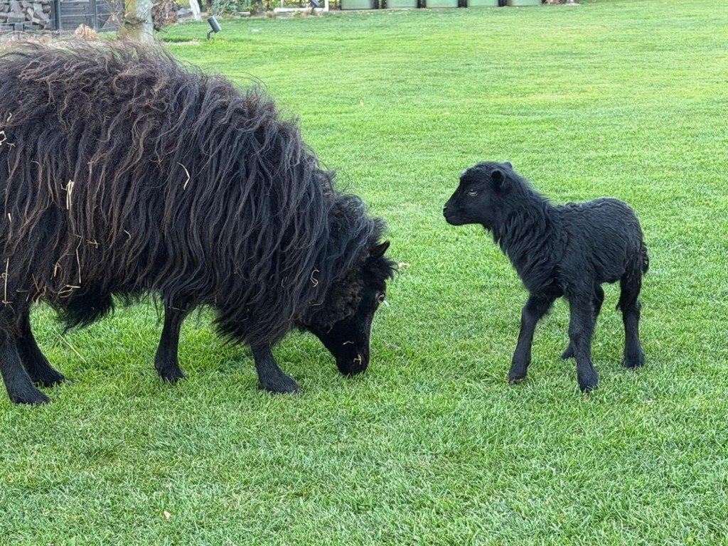 Quessant Schaapjes zwart, Meerdere dieren, Schaap, 0 tot 2 jaar