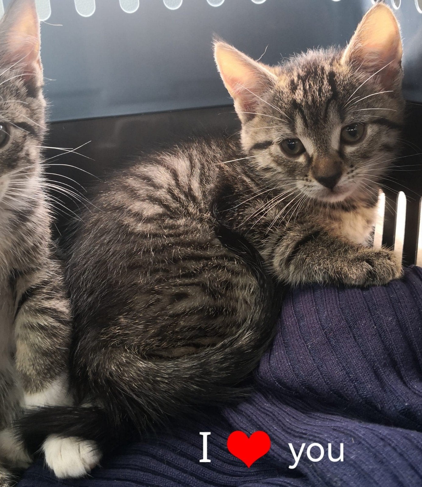 Prachtige kittens..💘, Meerdere dieren, Kortharig, 0 tot 2 jaar