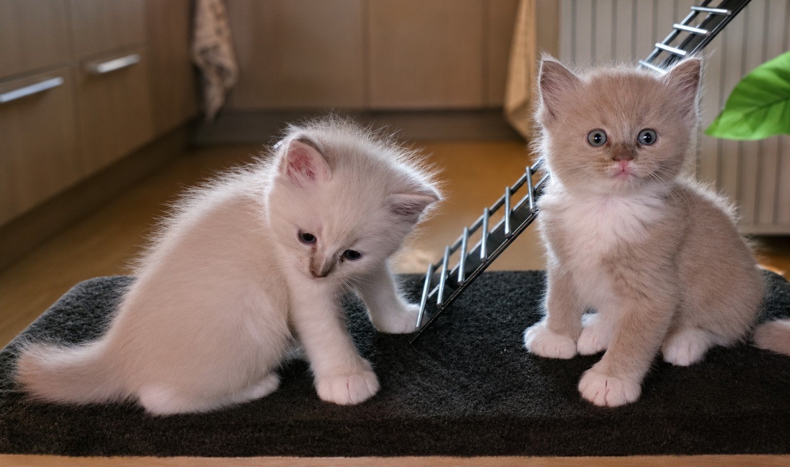 Ragdoll kittens, Dieren en Toebehoren, Meerdere dieren, Gechipt, 0 tot 2 jaar