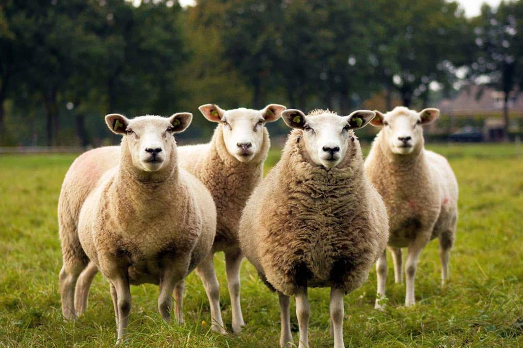 Schapen gezogt, Dieren en Toebehoren, Schapen, Geiten en Varkens, Vrouwelijk, Schaap