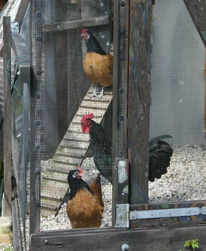 2 Vorwerk kriel hennen en haan, Dieren en Toebehoren, Pluimvee, Meerdere dieren, Kip