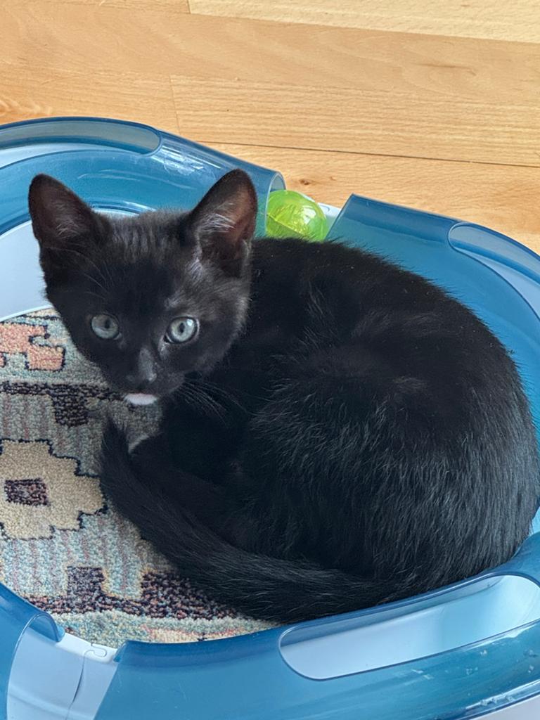 Kittens, Dieren en Toebehoren, Katten en Kittens | Overige Katten, Meerdere dieren