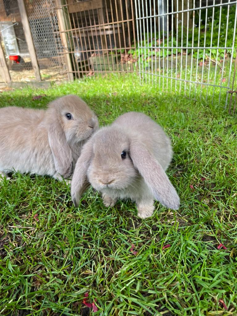 Franse hangoor ram en voedster, mignon kleur, Meerdere dieren, Groot, Hangoor
