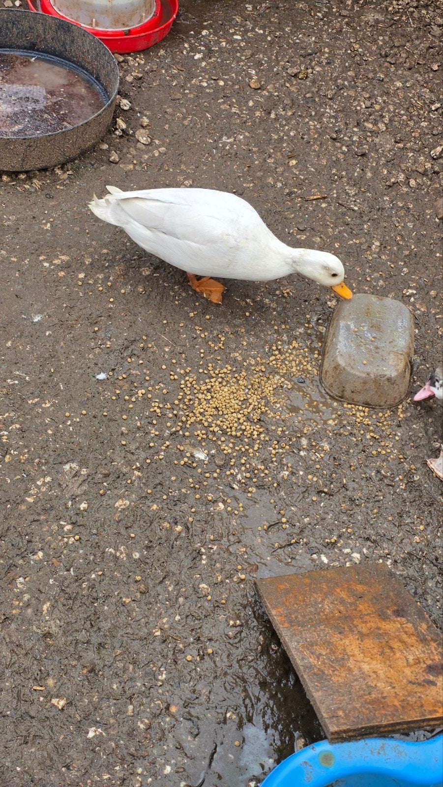 eendjes, Dieren en Toebehoren