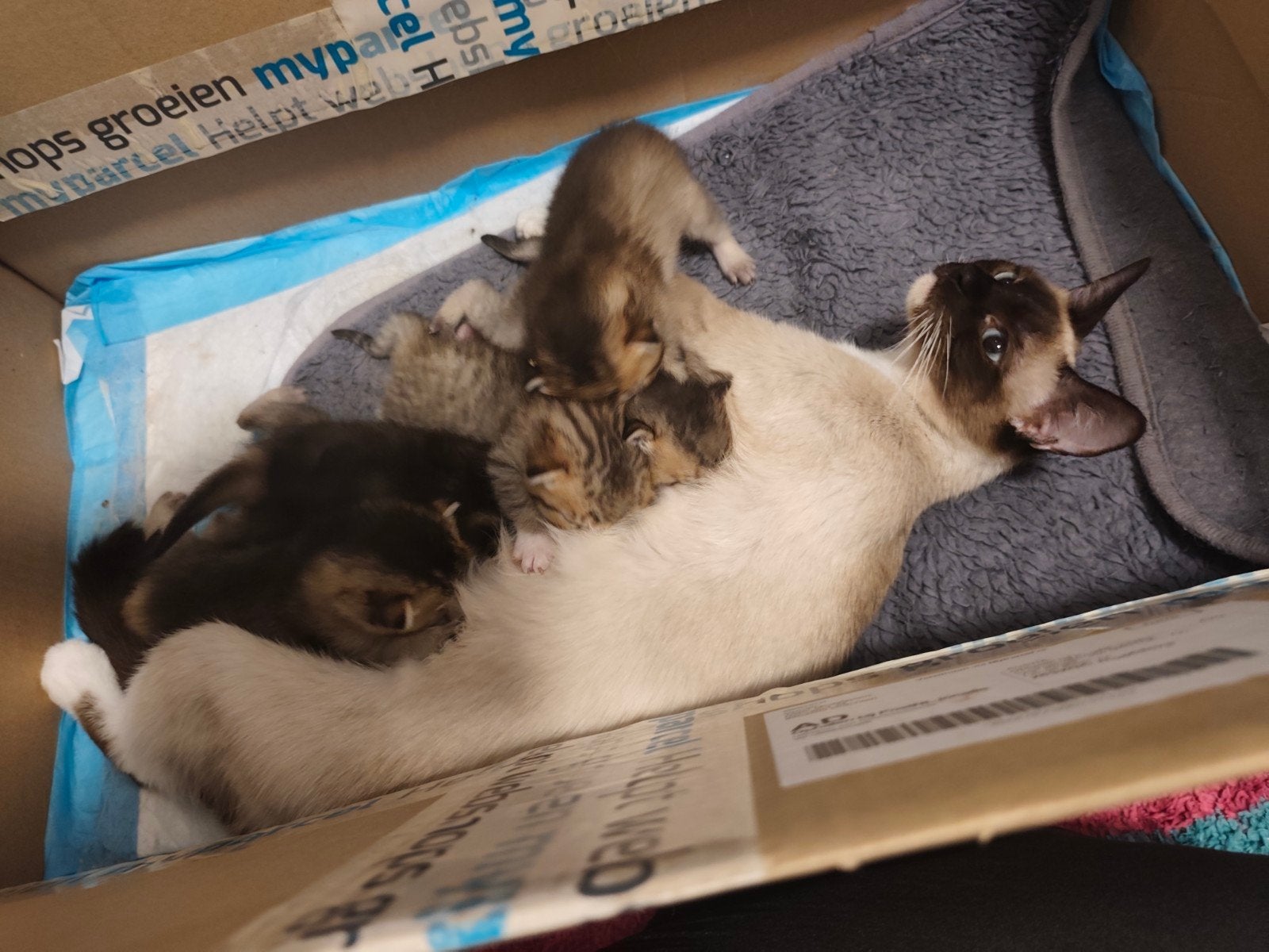 Britse Korthaar x Ragdoll kittens
