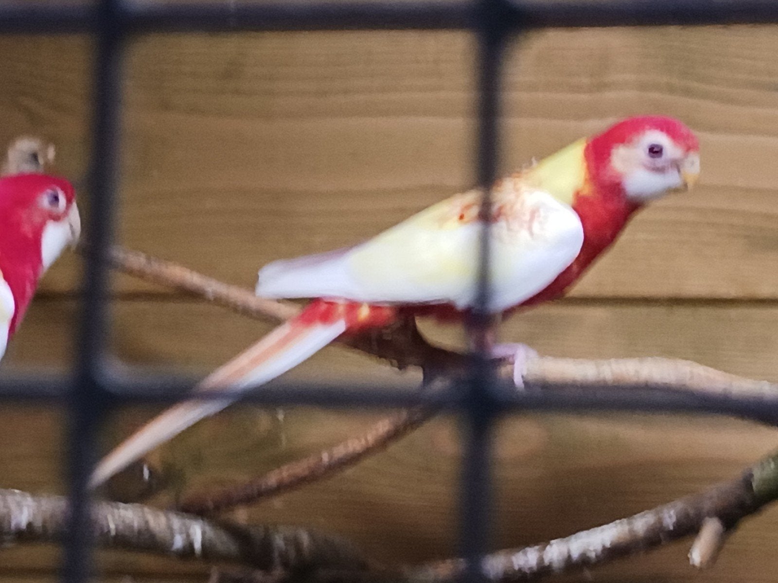 Pracht Rosella natuurbroed., Dieren en Toebehoren, Parkiet