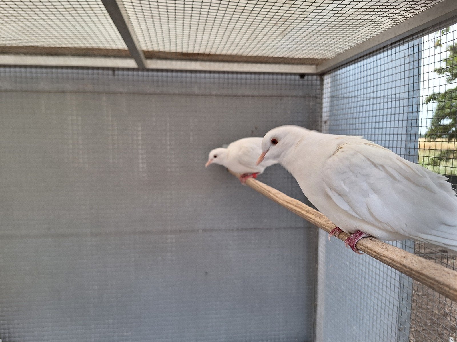 tt waardige kwaliteit lachduiven creme ino koppel tortelduif, Meerdere dieren, Parkiet, Geringd