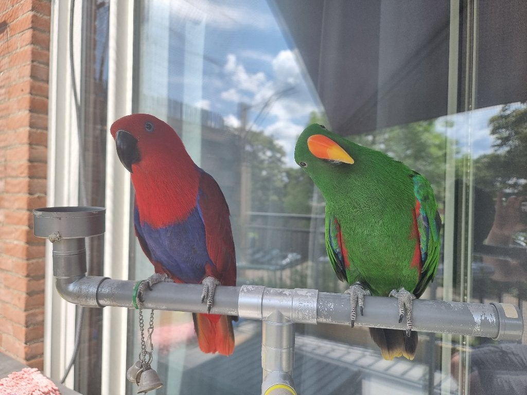 Edelpapegaai koppeltje - Nova & Chico, Dieren en Toebehoren, Vogels | Parkieten en Papegaaien, Meerdere dieren, Papegaai, Pratend
