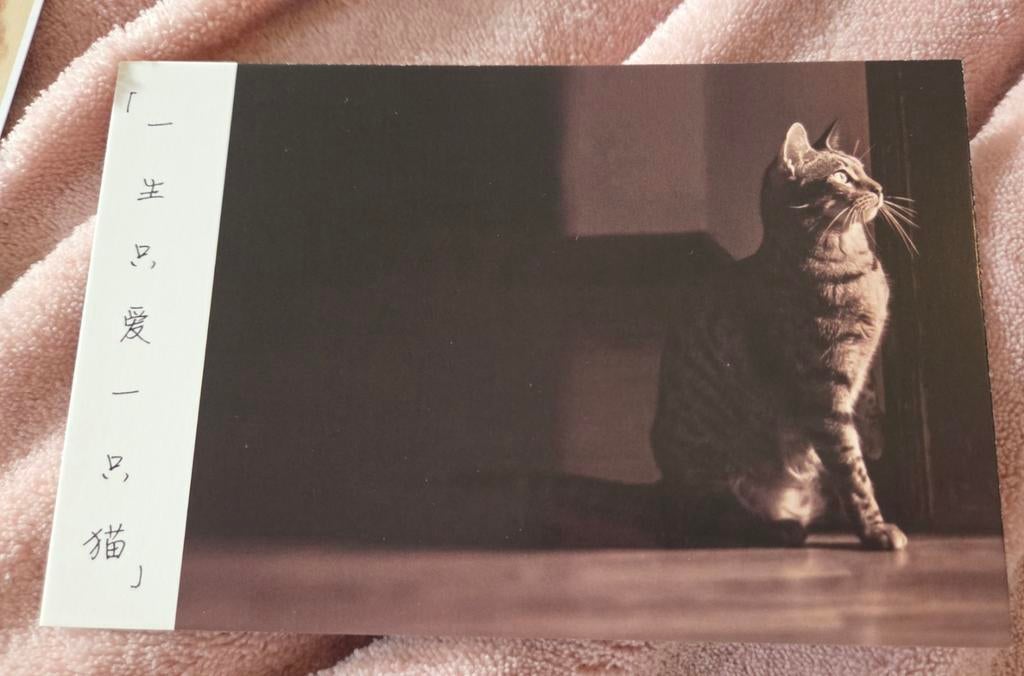 Schattig grijs katje - ANSICHTKAART, Verzenden, 1980 tot heden, Ongelopen, Hond of Kat