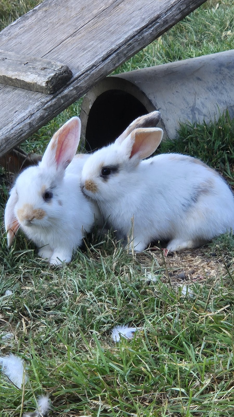 Baby konijtnjes te koop (mogen het nest verlaten!), Dieren en Toebehoren, Geslacht onbekend, Middelgroot, Hangoor, 0 tot 2 jaar